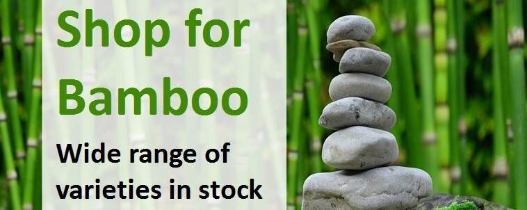 Shop for Bamboo banner no1
